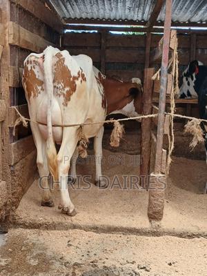 Pure Breed of Ayshire. - thumbnail 2