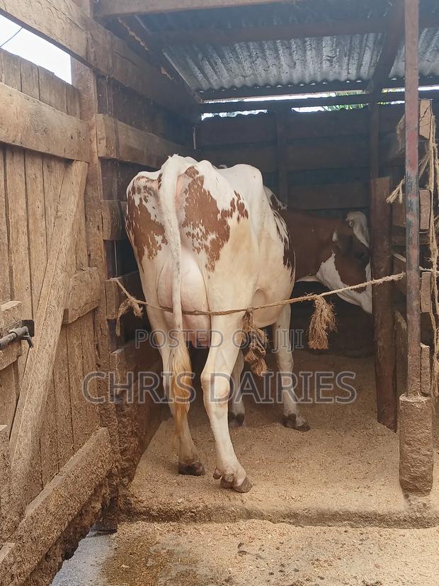 Pure Breed of Ayshire. - thumbnail 3