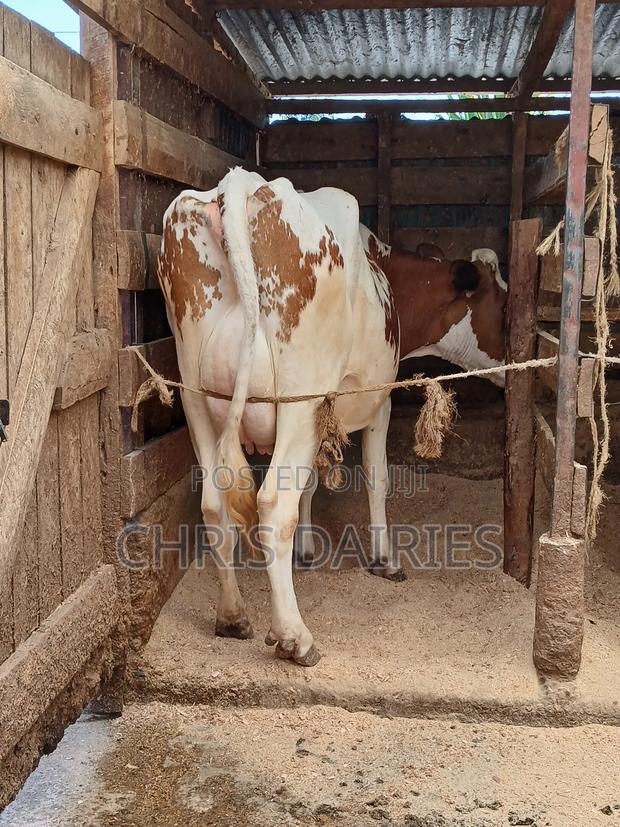 Pure Breed of Ayshire. - thumbnail 4