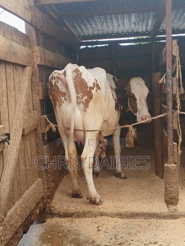 Pure Breed of Ayshire. - thumbnail 5