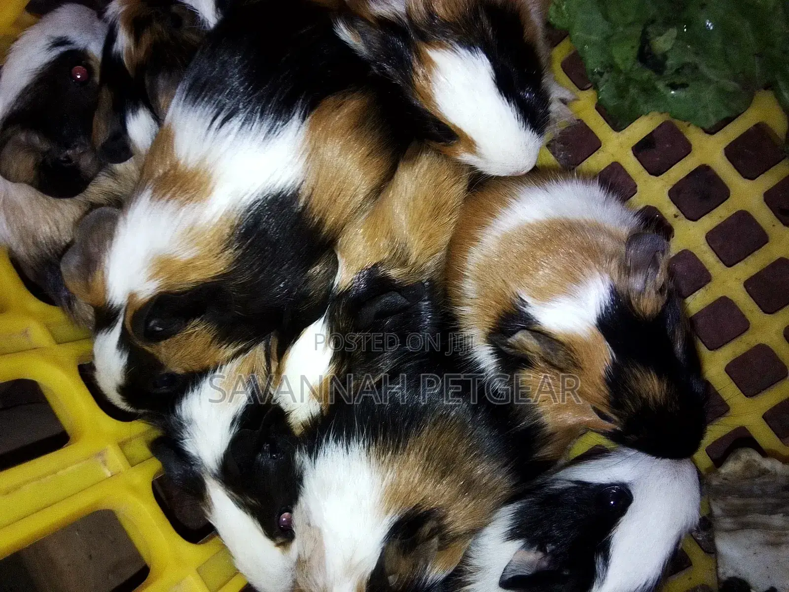 2 to 3 Months Old Guinea Pigs Pets