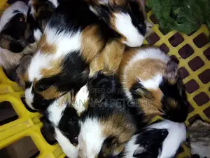 2 to 3 Months Old Guinea Pigs Pets