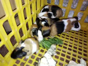 2 to 3 Months Old Guinea Pigs Pets