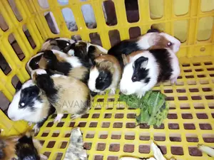 2 to 3 Months Old Guinea Pigs Pets