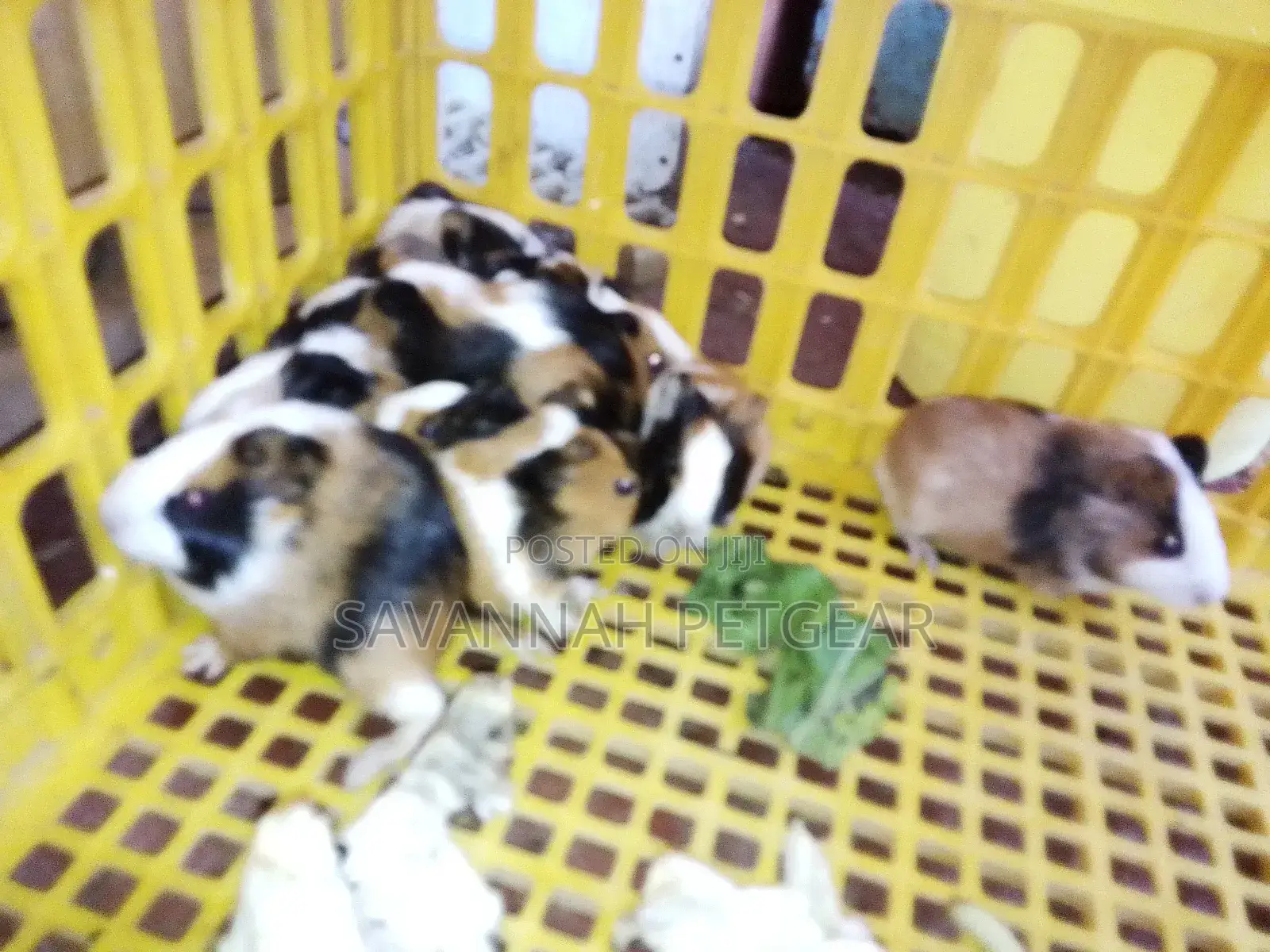 2 to 3 Months Old Guinea Pigs Pets