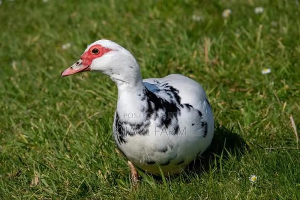 Muscovy Ducks ( Whatsapp)