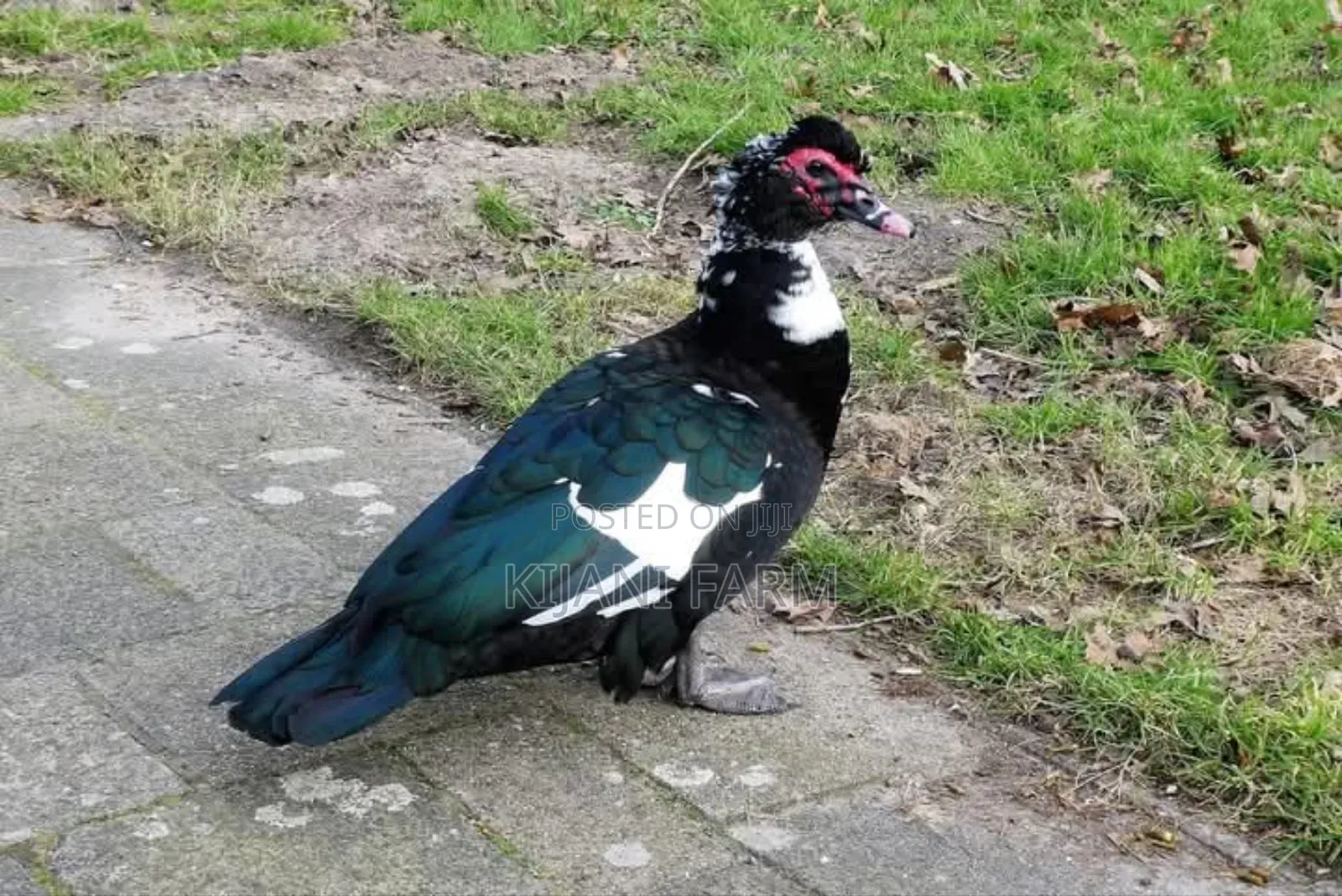 Muscovy Ducks ( Whatsapp)