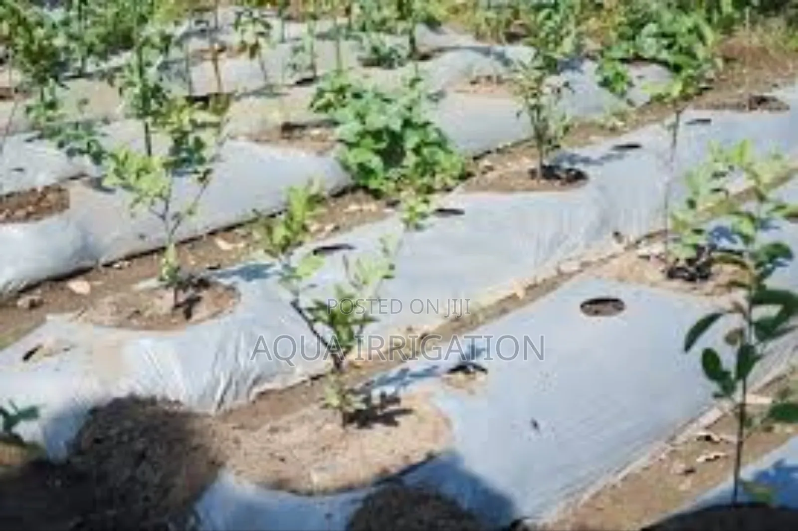 Stronger Plants, Less Effort – Mulch Film Works