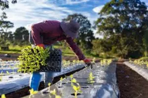 Keep Weeds Away With Mulch