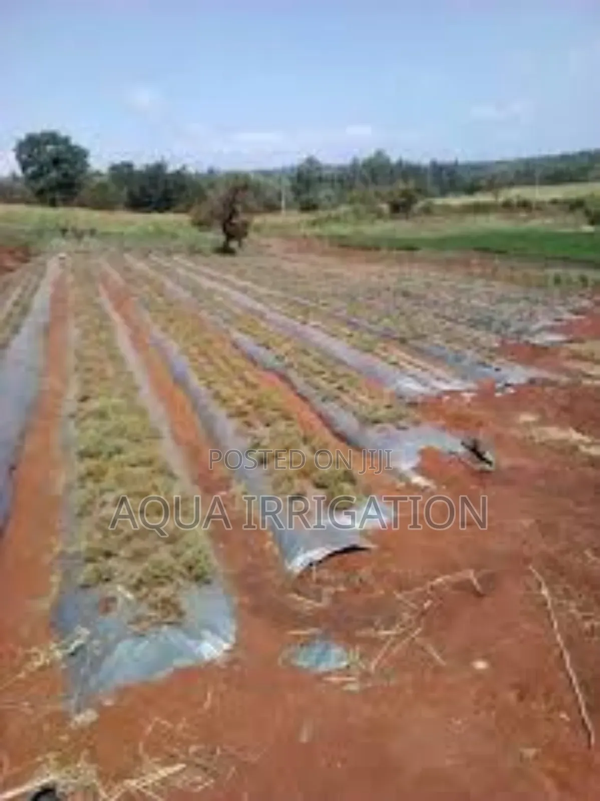Mulch Film: Your Crop’S Best Protection