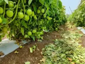 Mulch Film: A Simple Solution for Better Crops!