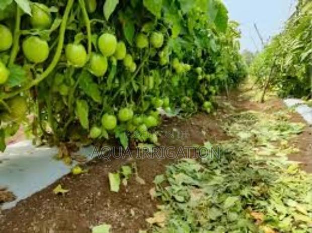 Mulch Film: A Simple Solution for Better Crops!