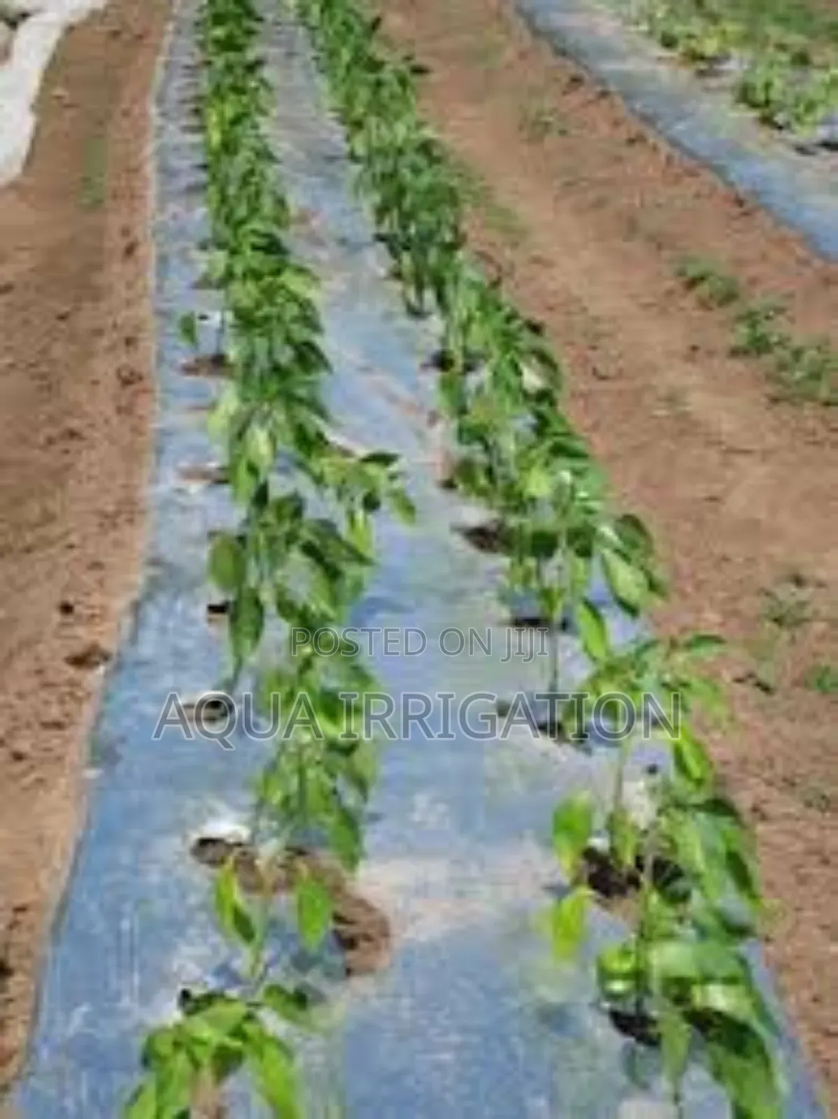 Mulch Film: The Smart Way to Farm!
