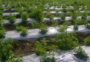 Mulch Film: The Secret to Thriving Farms