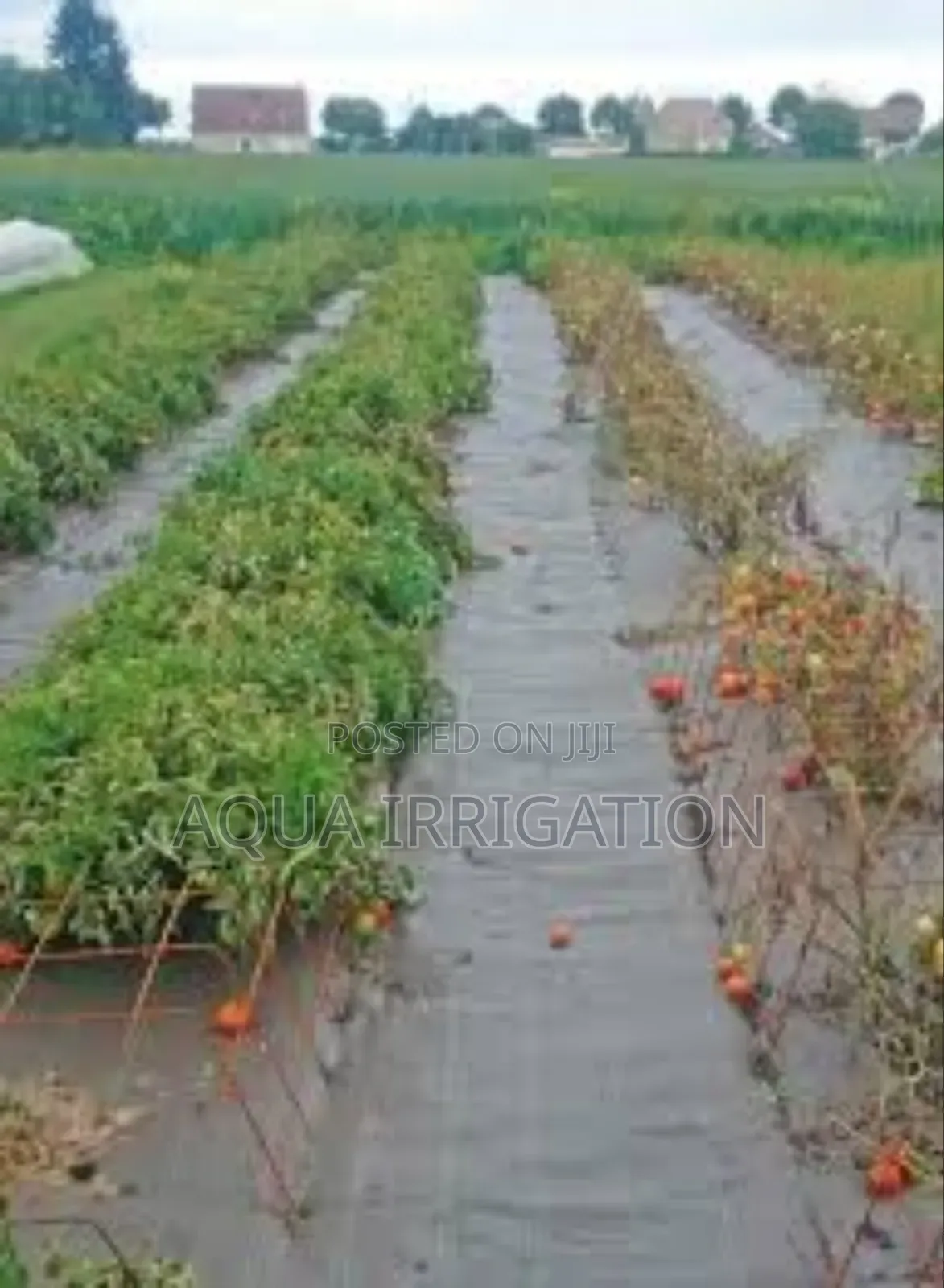 Mulch Film: Save Time, Improve Growth