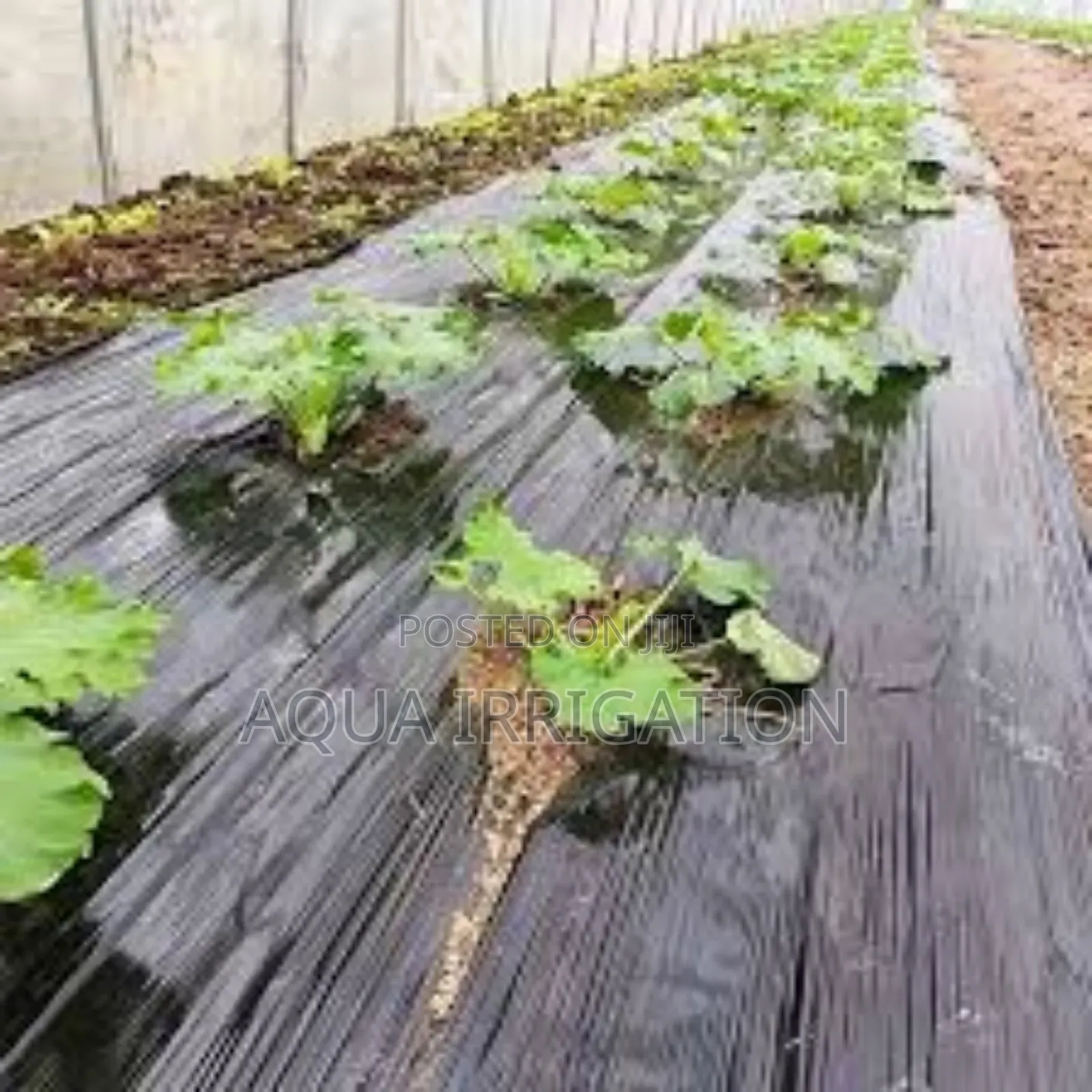 Eco-Friendly Mulch Film for Healthy Crops