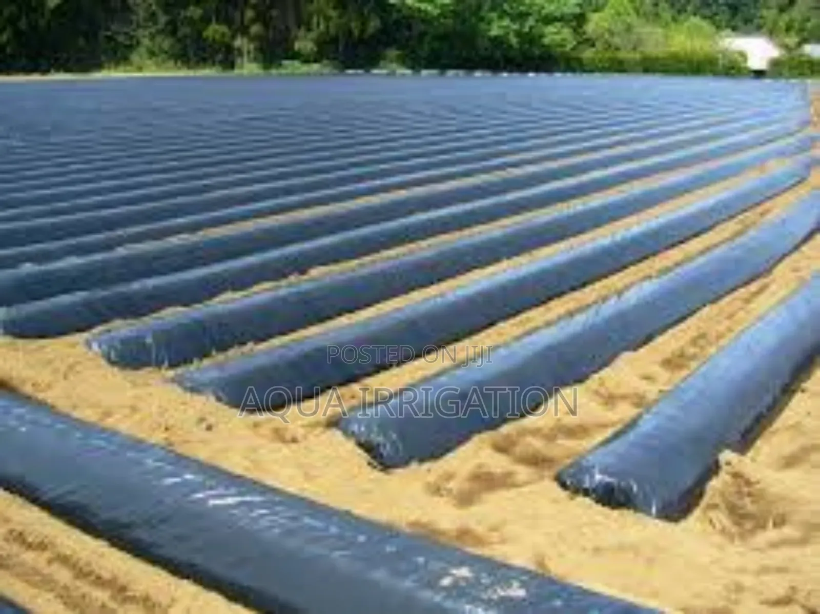 Keep Your Soil Healthy With Mulch Film!