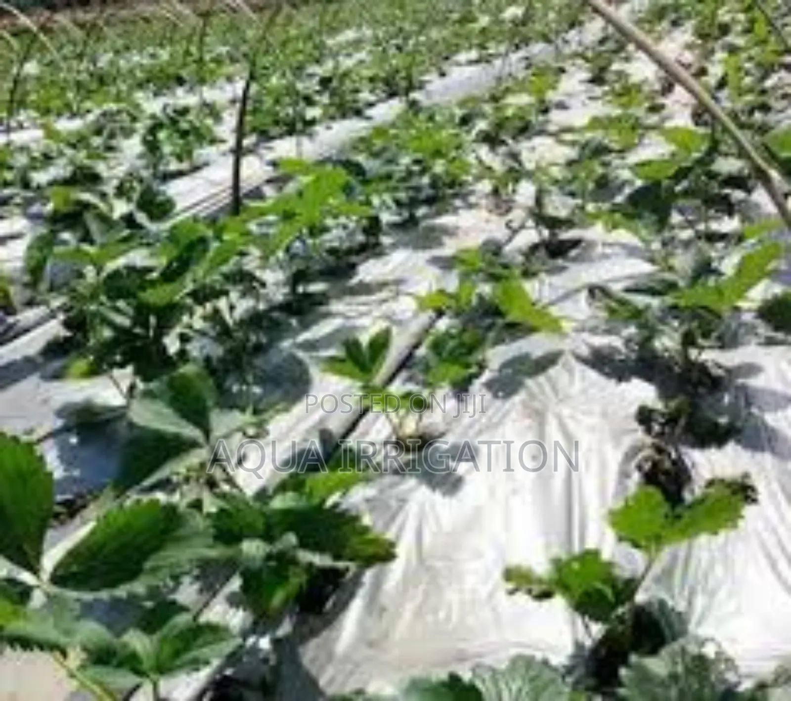 Mulch Film: Grow More, Waste Less!