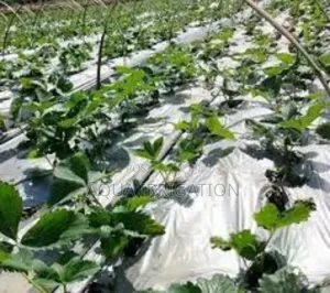 Mulch Film: Grow More, Waste Less!