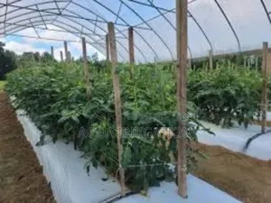 Mulch Film: More Growth, Less Maintenance