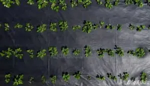 Boost Your Farm’S Efficiency With Mulch Film