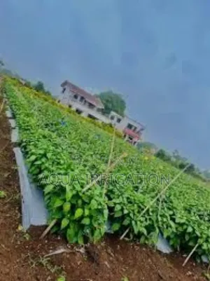 Mulch Film: A Farmer’S Best Friend