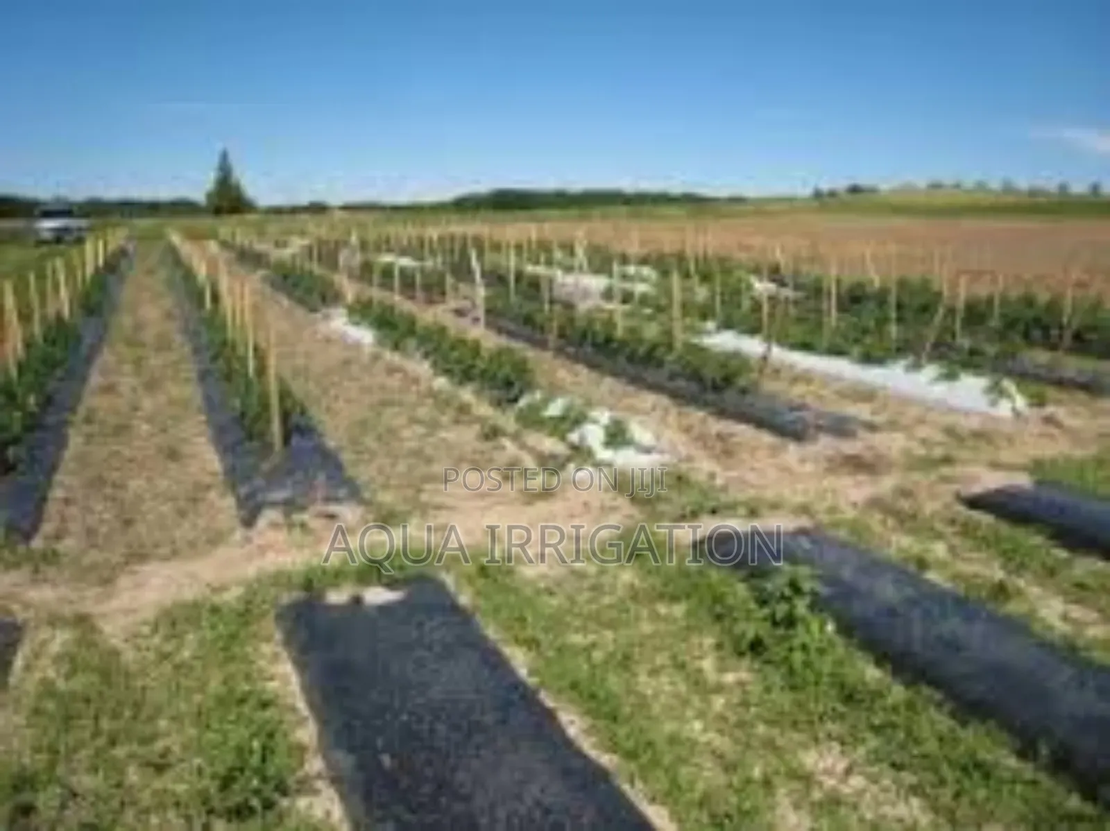 Mulch Film: Smart Protection for Your Plants!
