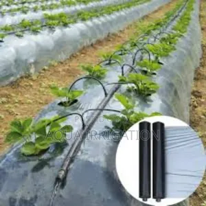 Mulch Film: The Easy Way to Healthy Crops