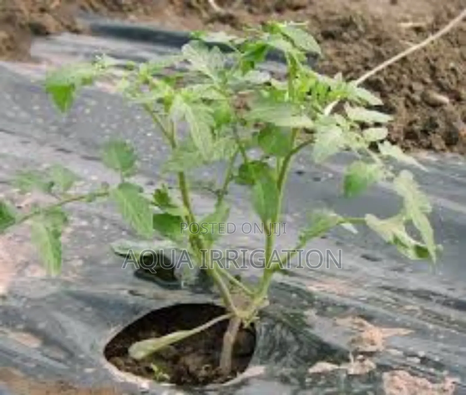 Mulch Film: The Future of Water Conservation