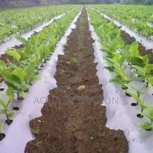 Mulch Film: Less Weeding, More Harvesting