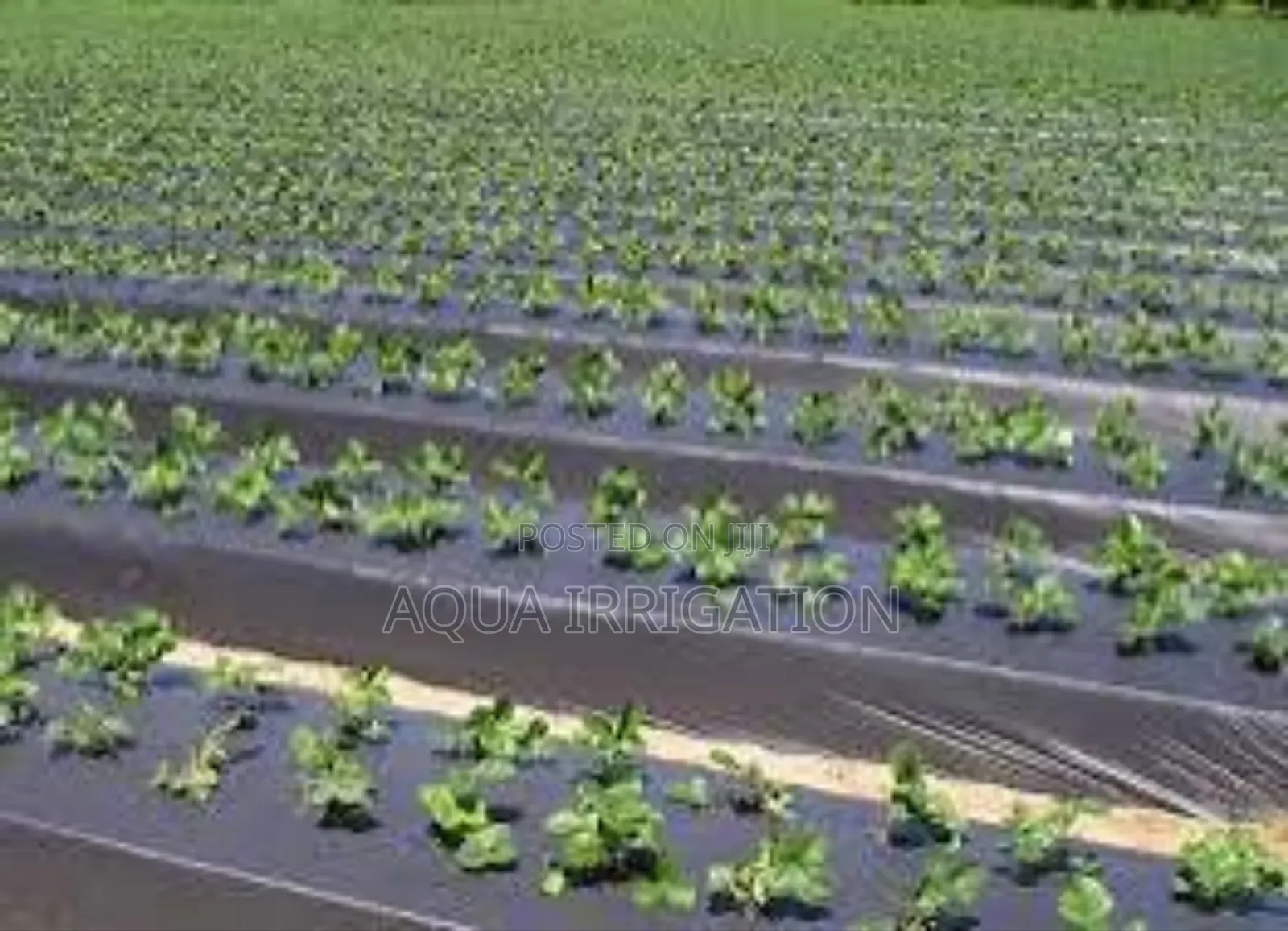 Protect Nourish Your Plants With Mulch Film