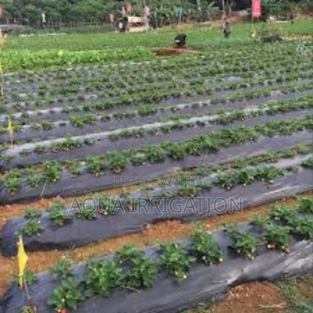 Mulch Film: Sustainable Farming Made Easy