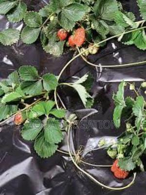 Mulch Film: Water Savings, Bigger Harvests - thumbnail 2