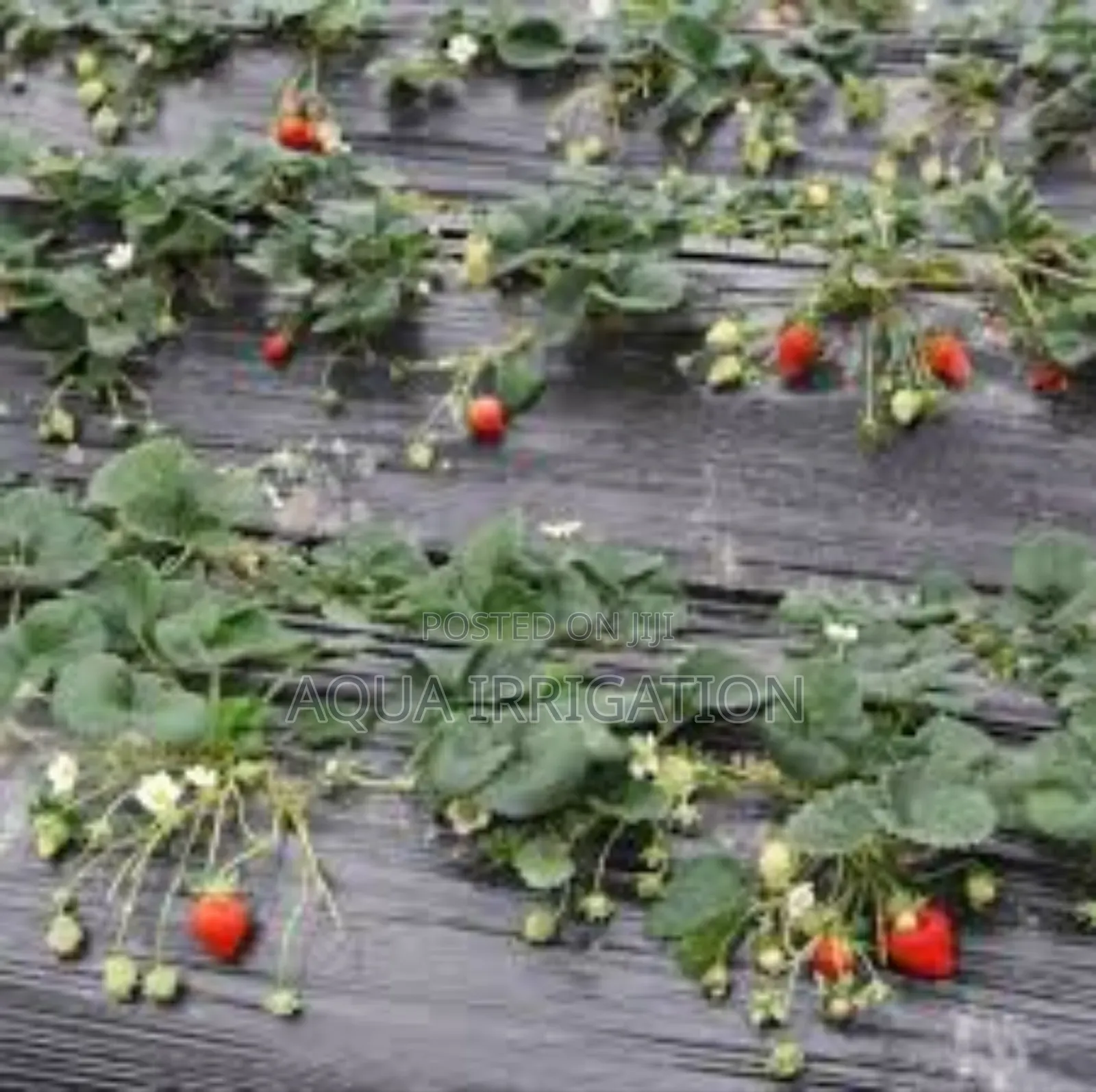 Grow More With Less Effort – Use Mulch Film