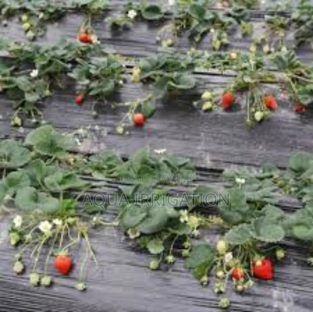 Grow More With Less Effort – Use Mulch Film