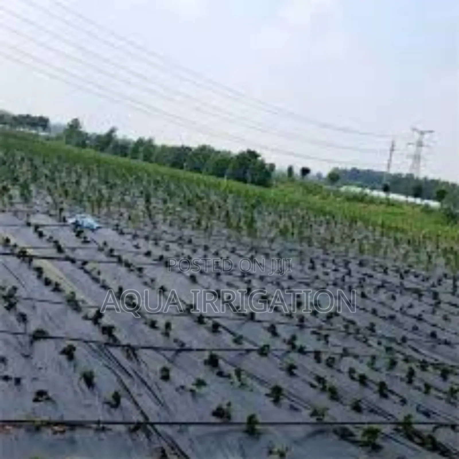 Preserve Soil Health With Mulch Film!