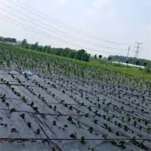 Preserve Soil Health With Mulch Film!
