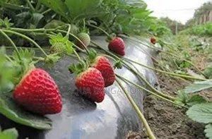 Mulch Film: Smart Farming, Better Crops!