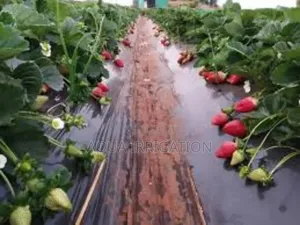 Mulch Film: Protect, Grow, and Harvest More