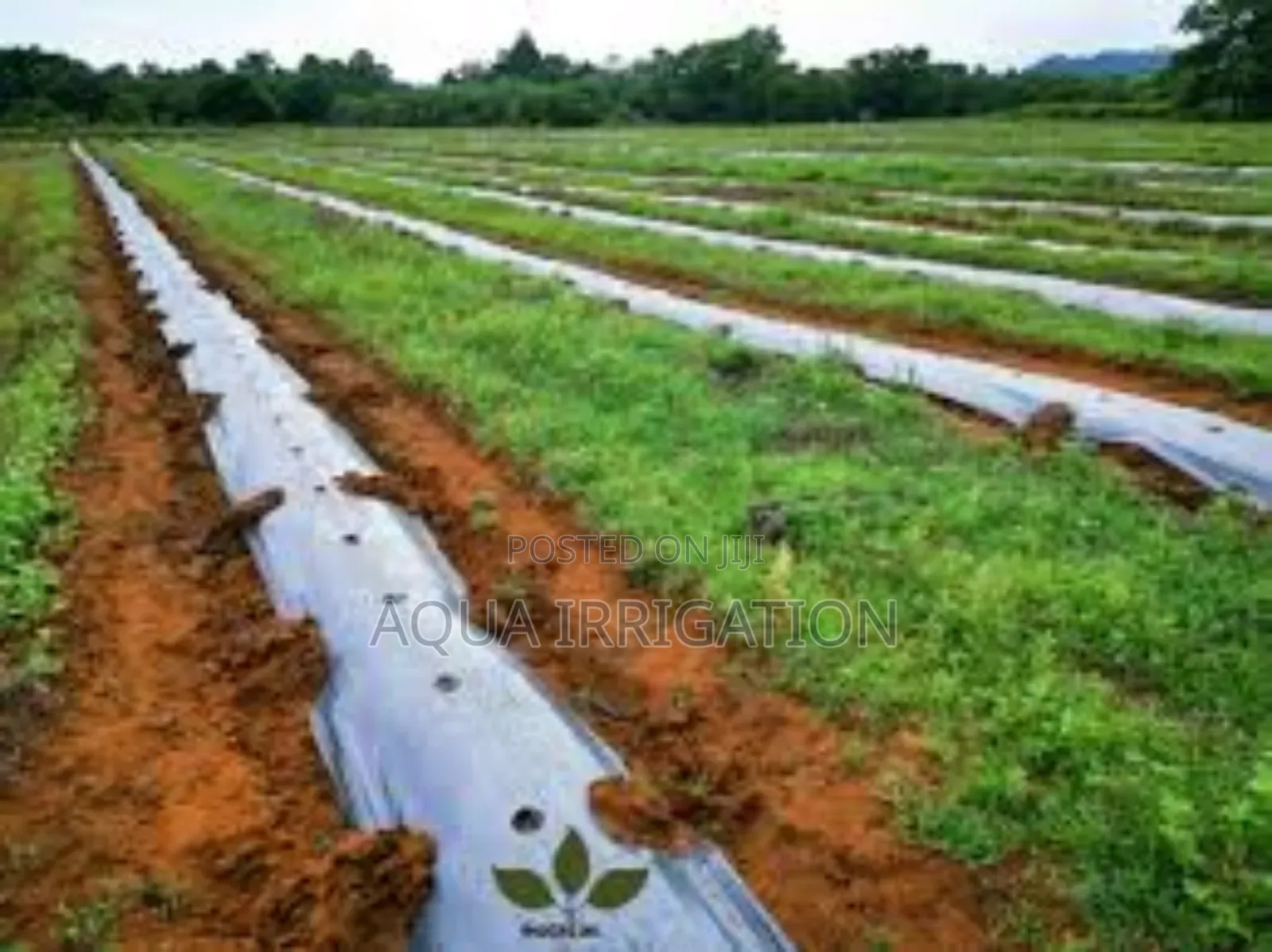 Mulch Film: Maximum Benefits, Minimal Effort