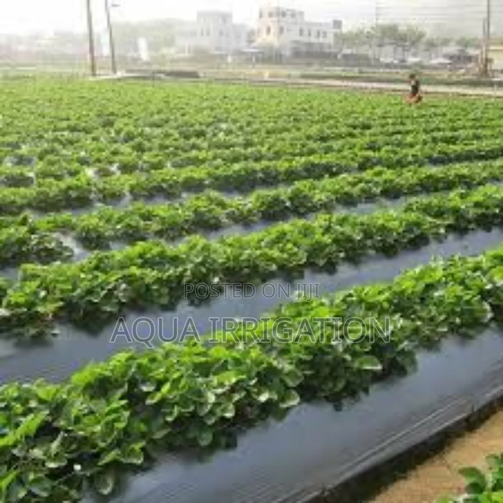 Mulch Film: Efficient, Reliable, and Profitable