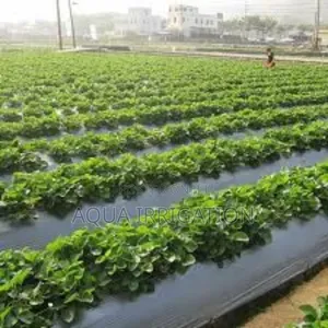 Mulch Film: Efficient, Reliable, and Profitable