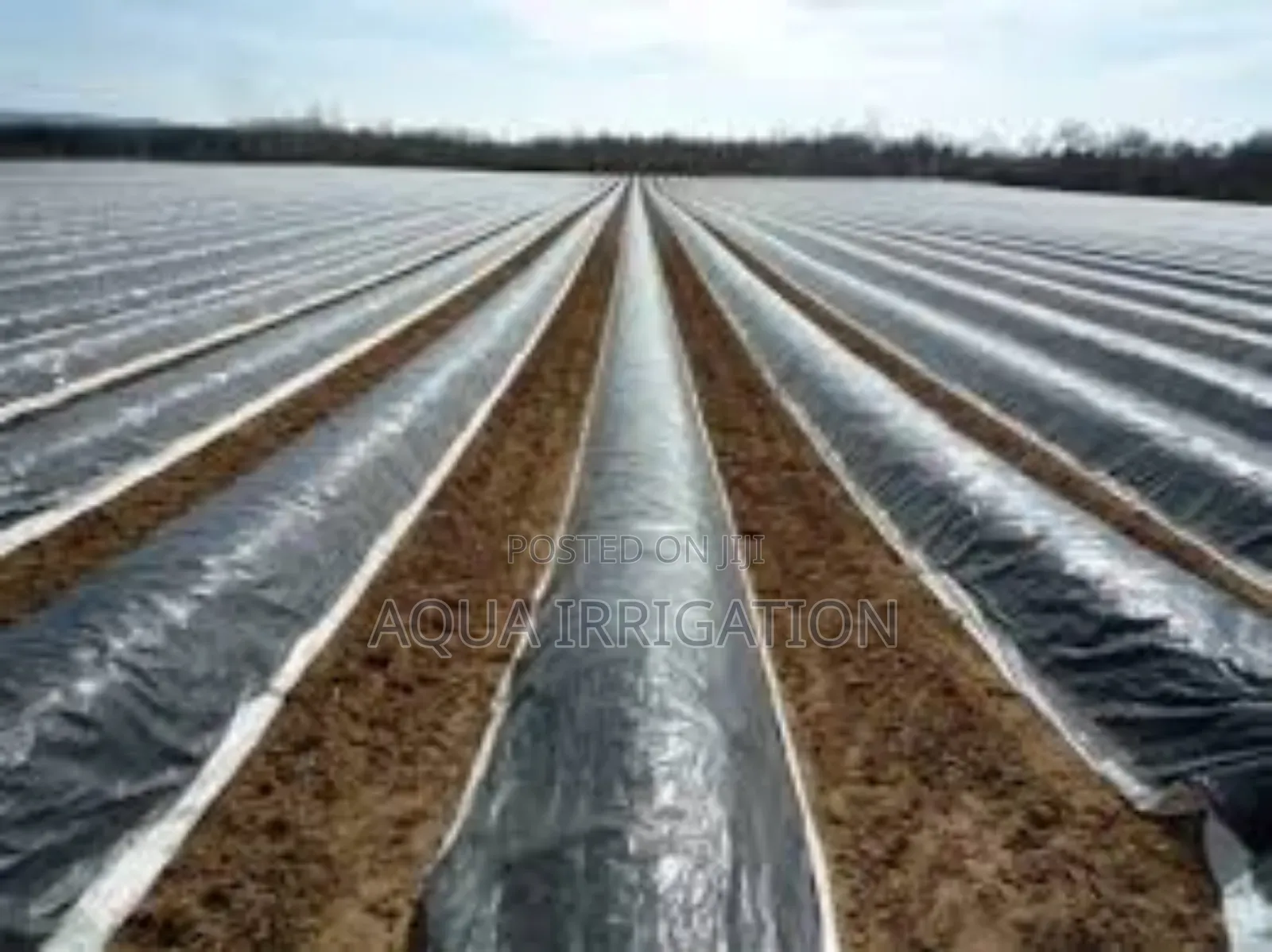Mulch Film: Protect Crops From Weeds Pests