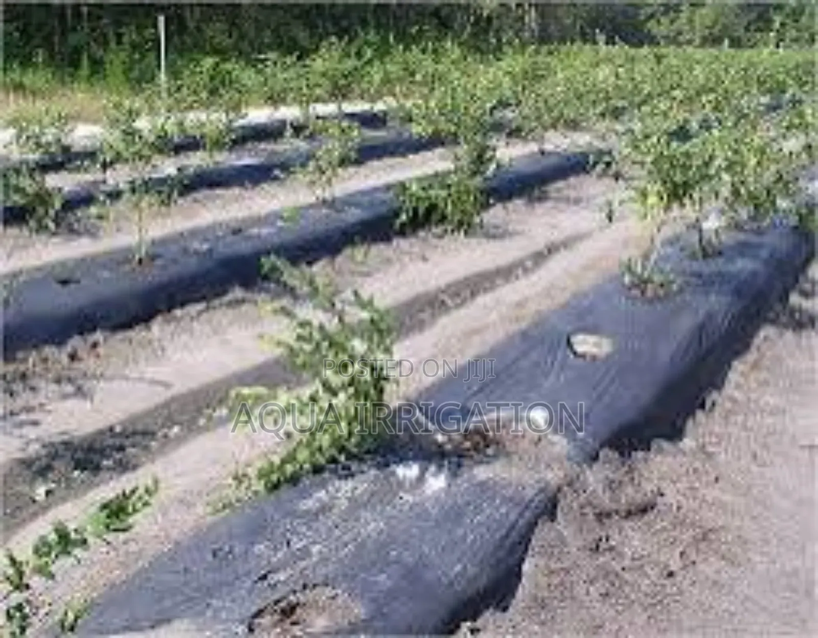 Mulch Film: Grow Greener, Grow Smarter