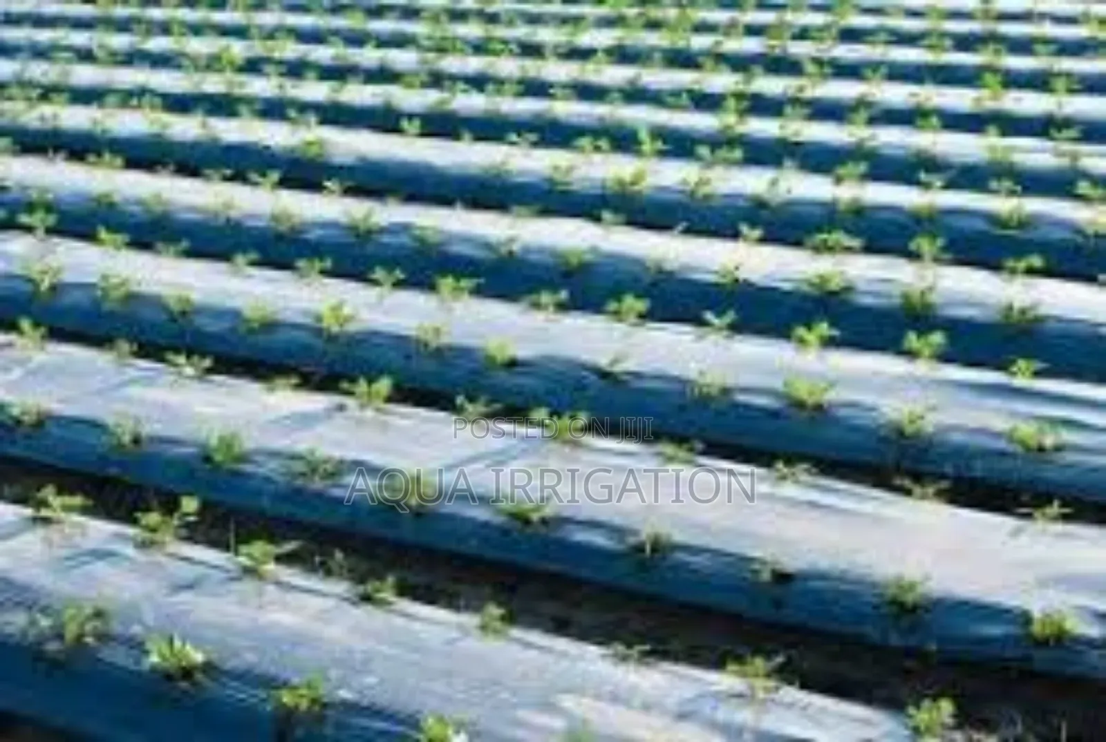 Smart Farming Starts With Mulch Film!