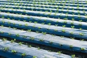 Smart Farming Starts With Mulch Film!