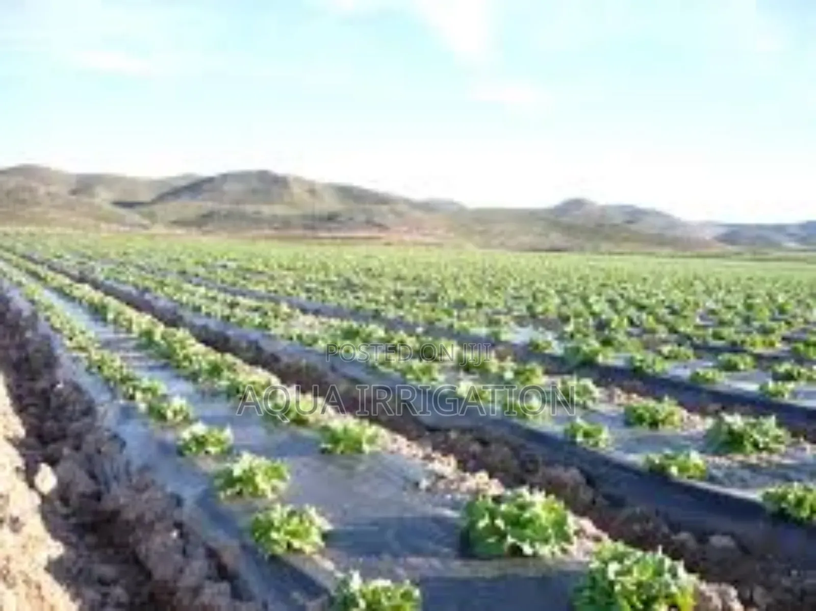 Mulch Film: The Simple Way to Boost Growth