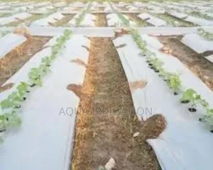 Mulch Film: More Growth, Less Water Waste!