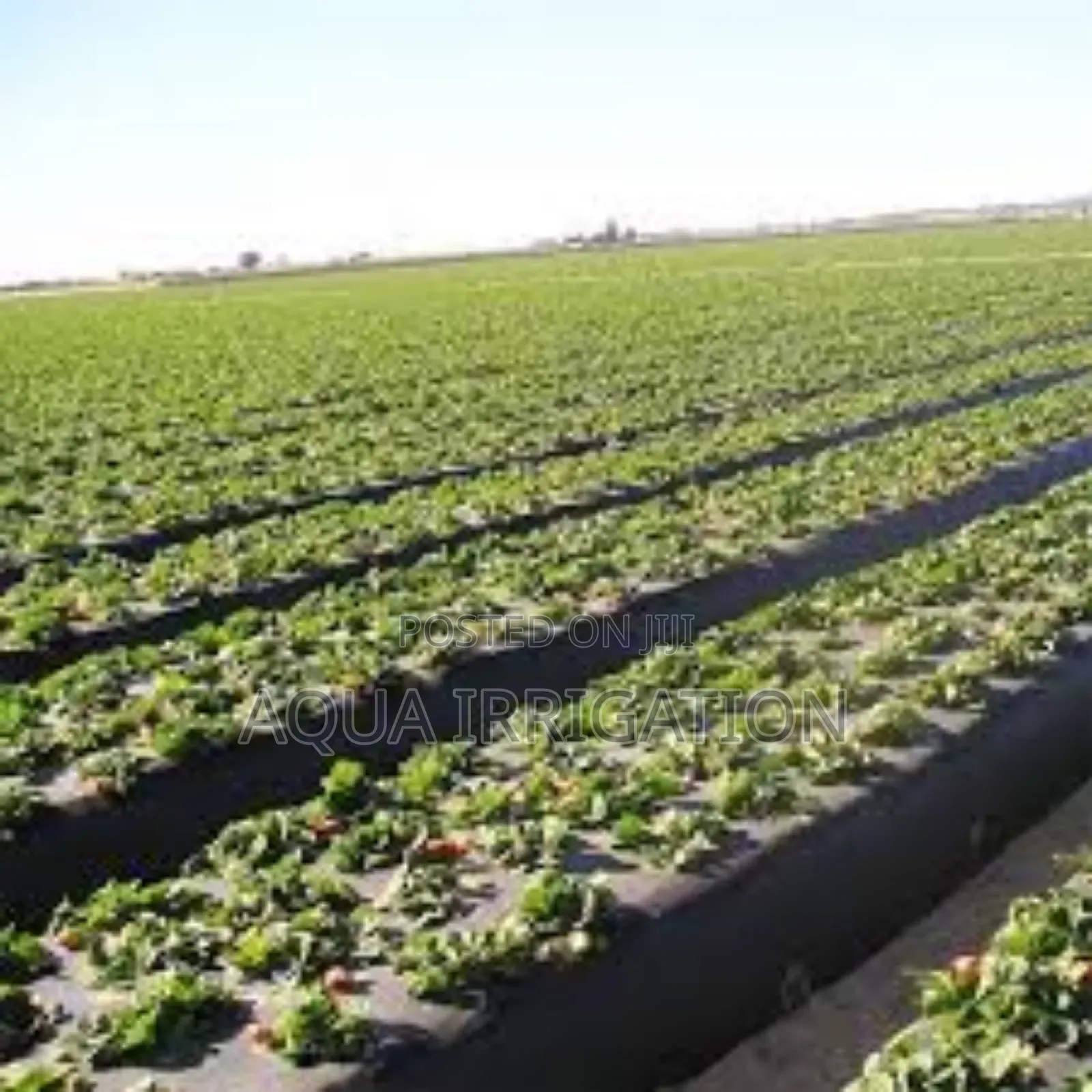 Mulch Film: The Best Defense for Your Crops