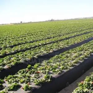 Mulch Film: The Best Defense for Your Crops